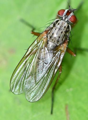 Hylemya nigrimana